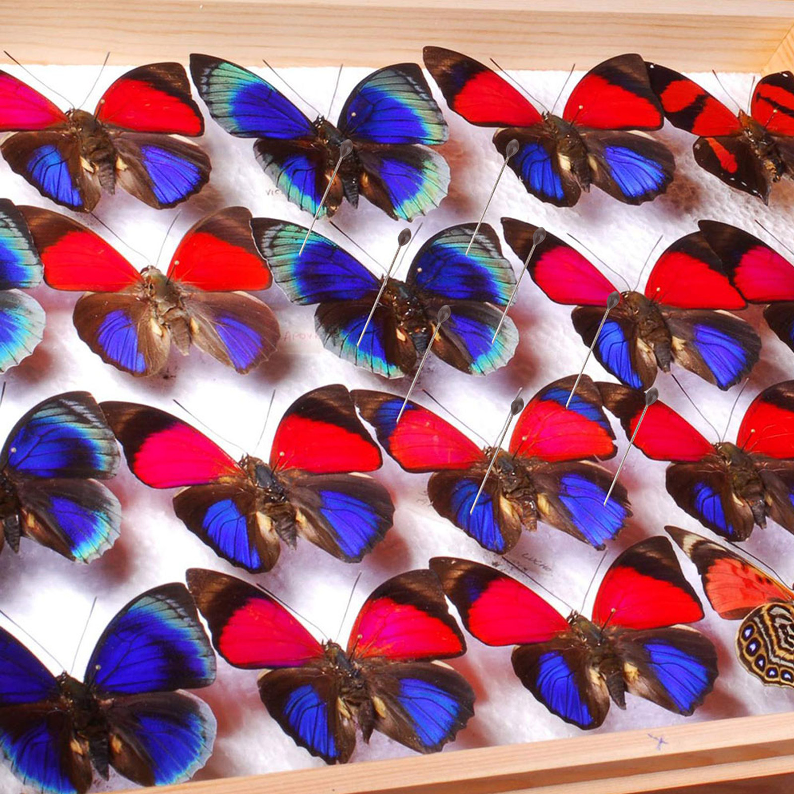 1Set Transparent Specimen Box  - огляд і ціна Collectors Coins Jewelry & Watches Of Smithtown Reviews